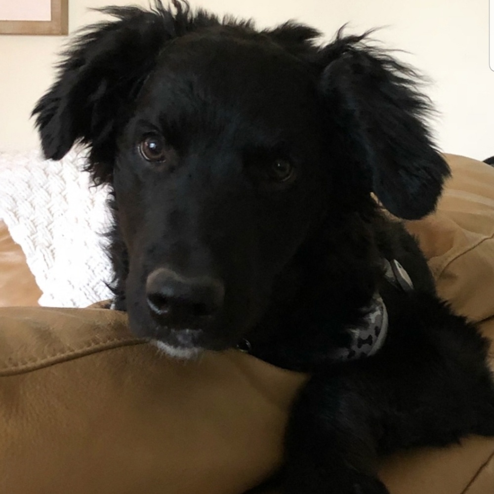 Meet your Posher, Jesse